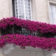 Quelles fleurs planter sur le balcon pour le côté ensoleillé ?